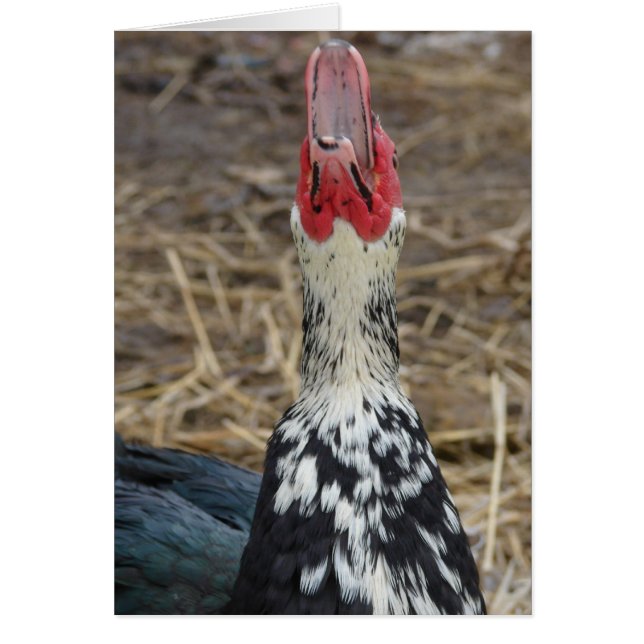 Cartão Rindo Muscovy (Frente)
