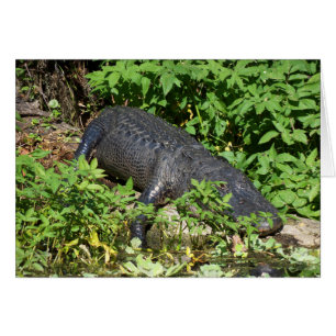 Cartão Rio Alligator Silver