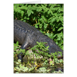 Cartão Rio Alligator Silver