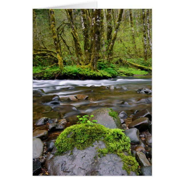 Cartão Rio em floresta verde, Oregon (Frente)