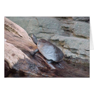 Cartão Rio Turtle