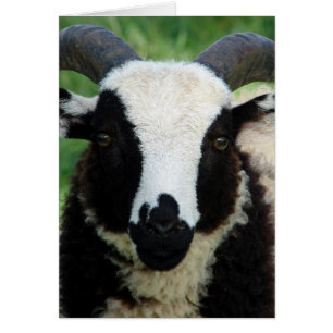 Cartão RJ, Jacob Ram Lamb