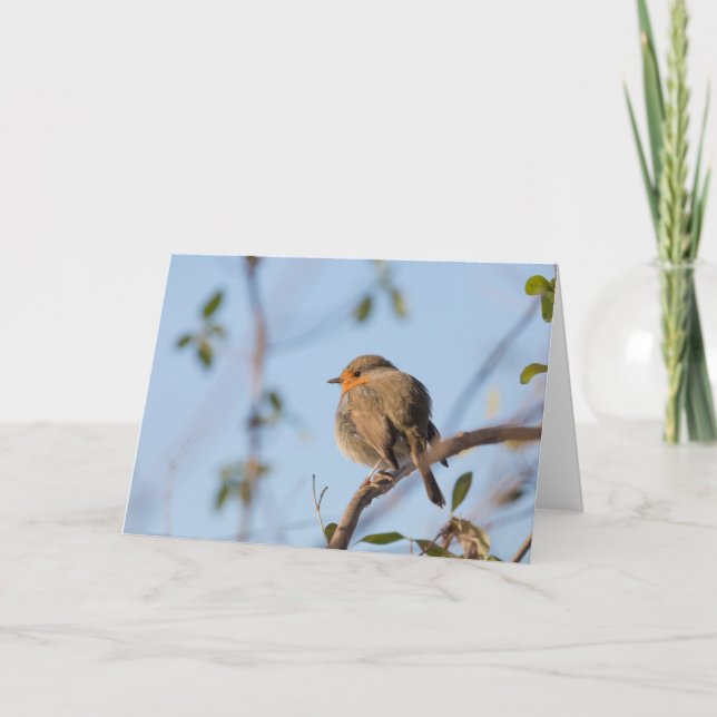 Cartão Robin Bird Nature Fotografia (Frente)