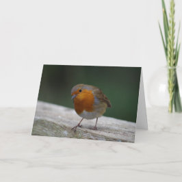 Cartão Robin Birthday