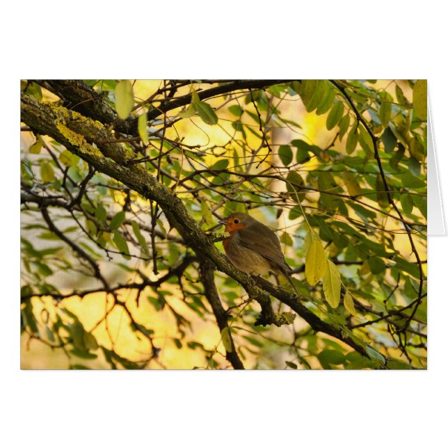 Cartão Robin europeu (Frente horizontal)