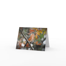 Robin in a tree blank inside