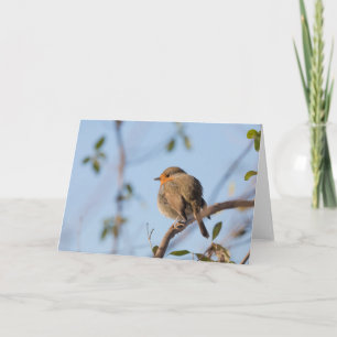 Cartão Robin Nature Photograph
