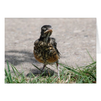 Cartão Robin Rastreado com atitude