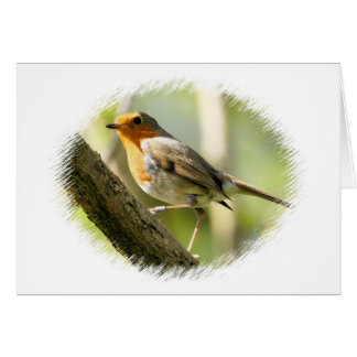 Cartão Robin Wild Life Bird