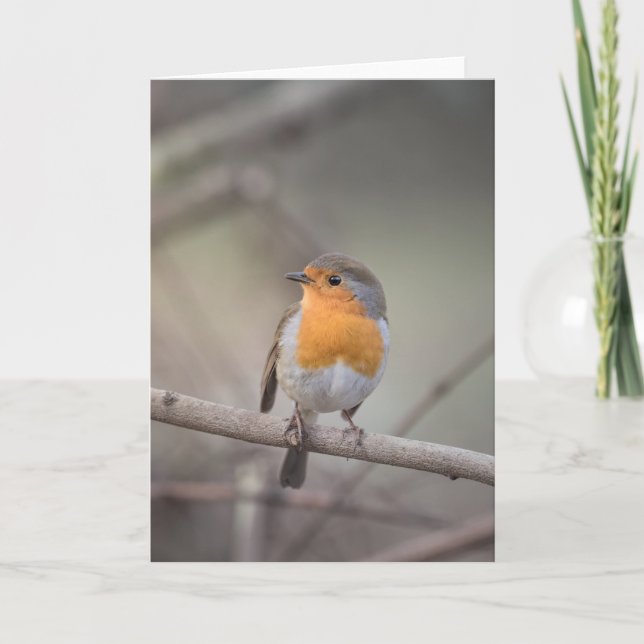 Cartão Robin Wildlife Photo (Frente)
