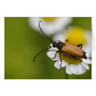 Cartão Róbra Stictoleptura