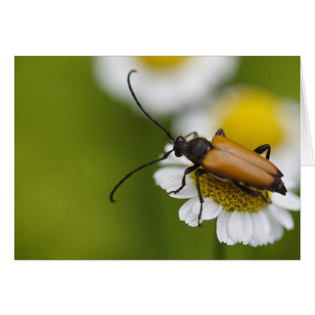 Cartão Róbra Stictoleptura (Frente Horizontal)