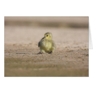 Cartão Rock-A Bye Gosling