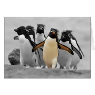 Cartão Rockhopper Penguins