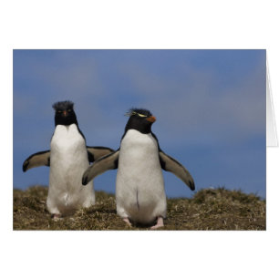 Cartão Rockhopper Penguins Eudyptes chrysocome