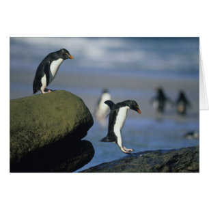 Cartão Rockhopper Penguins, Eudyptes chrysocome),