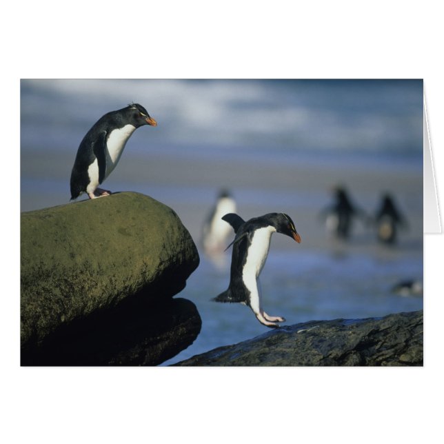 Cartão Rockhopper Penguins, Eudyptes chrysocome), (Frente Horizontal)