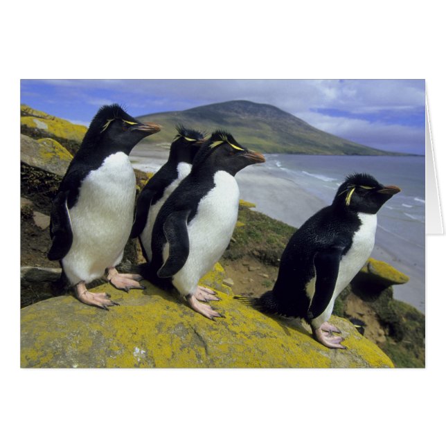 Cartão Rockhopper Penguins (Eudyptes chrysocome), (Frente Horizontal)