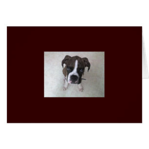 Cartão Rocky - Boxer Puppy