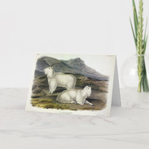 Cartão Rocky Mountain Goat (Americana de Capra por Audubo