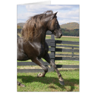 Cartão Rocky Mountain Stallion