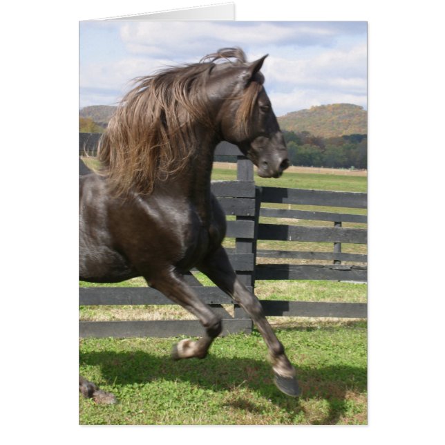 Cartão Rocky Mountain Stallion (Frente)