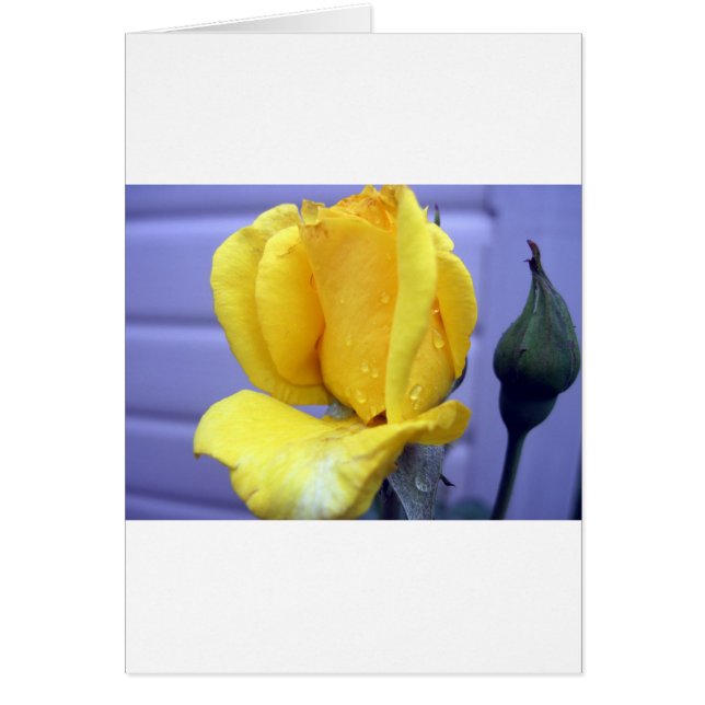 Cartão Rodebud amarelo (Frente)