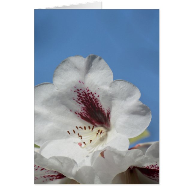 Cartão Rododendro Branco com Burgundy (Frente)
