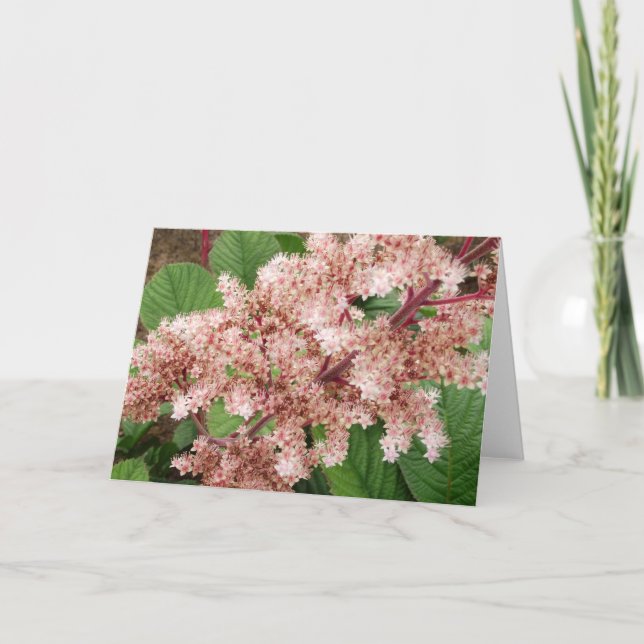Cartão Rogersia Flower Blank Notecard (Frente)
