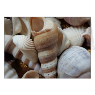 Cartão Romântica Marinha Tropical Exótica Prateleira Amor