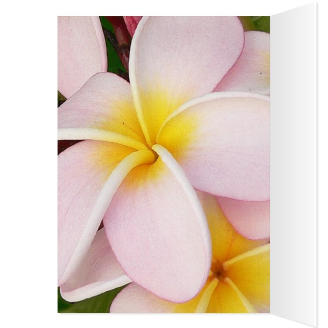 Cartão romântico floresce rsvp chic colorido (Interior (esquerda))