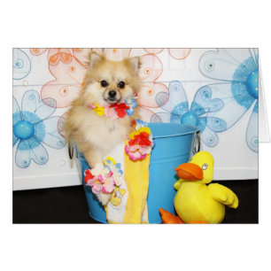 Cartão Romeo - Pomeranian -1