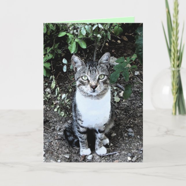 CARTÃO RONINA DE GATO NEGRO E BRANCO TURCO (Frente)