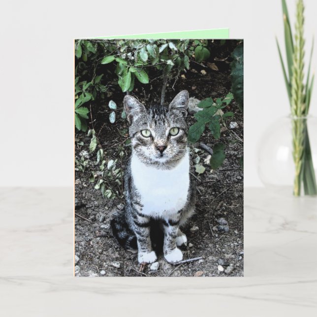 CARTÃO RONINA DE GATO NEGRO E BRANCO TURCO (Frente)