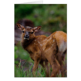 Cartão Roosevelt Elk Calf 1