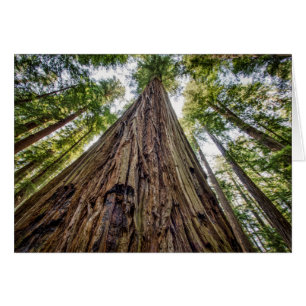 Cartão Roosevelt Grove