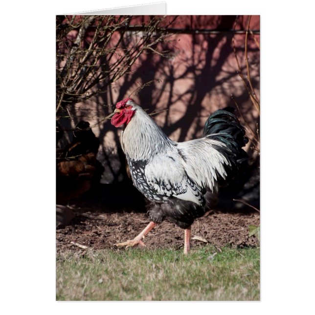 Cartão Rooster Arranjando Suas Coisas (Frente)