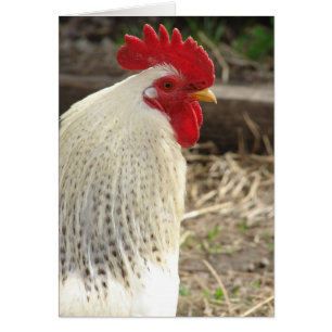 Cartão Rooster Maravilhoso