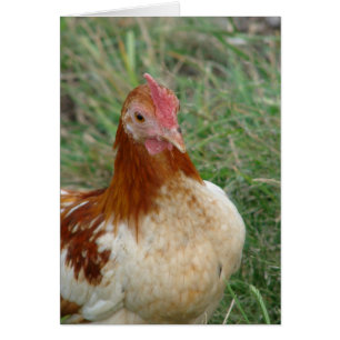 Cartão Rooster Red Pyle OEG Bantam
