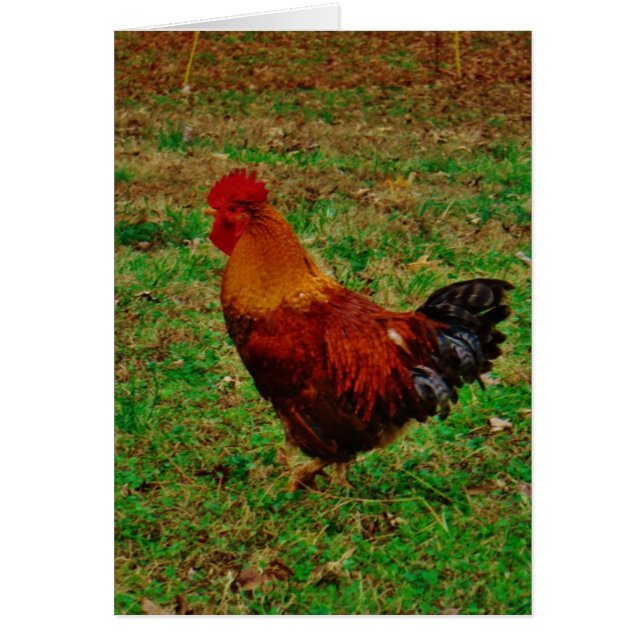 Cartão Rooster Virado para a Esquerda (Frente)