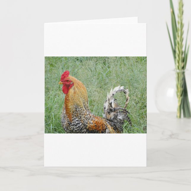 Cartão Roosters (Frente)