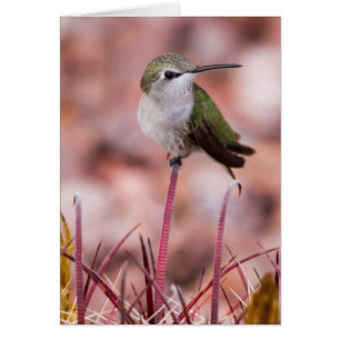 Cartão Roosting do cacto de tambor