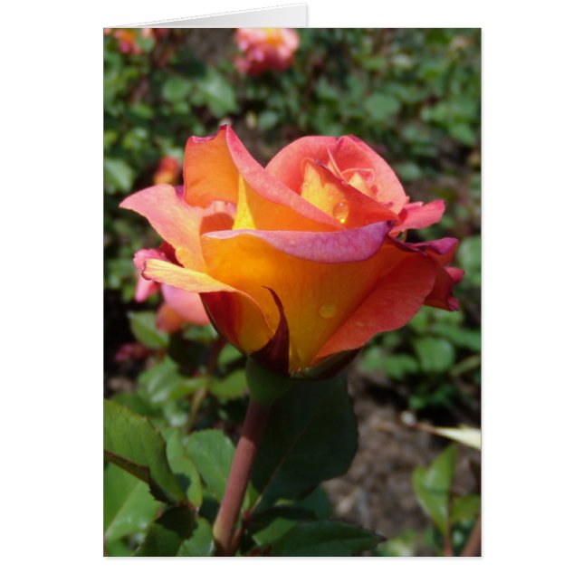 Cartão Rosa (Frente)