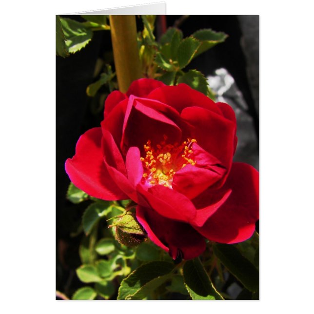 Cartão rosa (Frente)