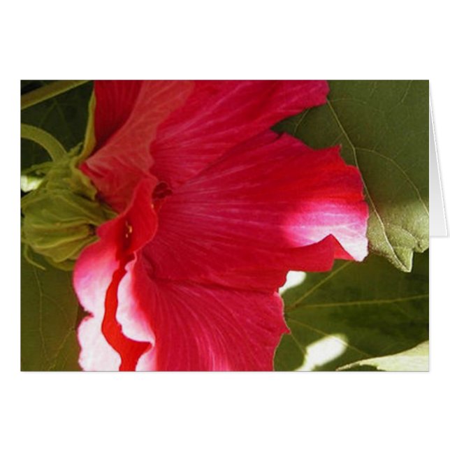 Cartão Rosa (Frente Horizontal)