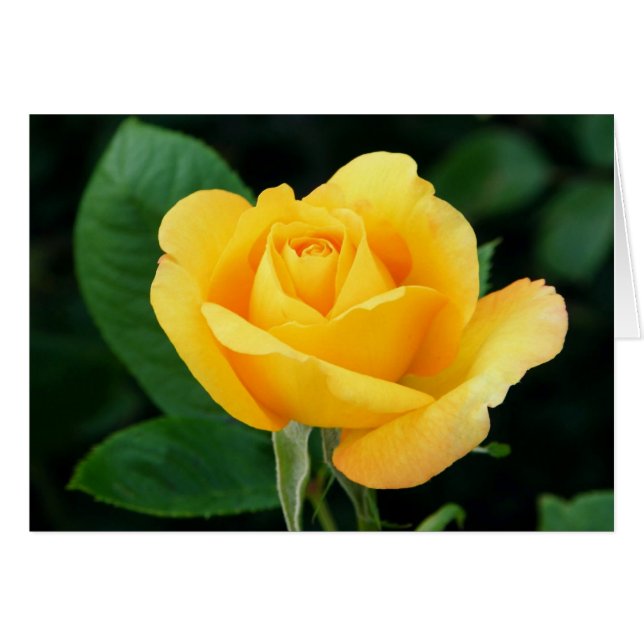 Cartão Rosa 23 (Frente Horizontal)