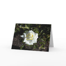 Rosa Amarela Pálida Pensando, de você