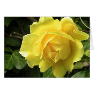 Cartão Rosa Amarelo