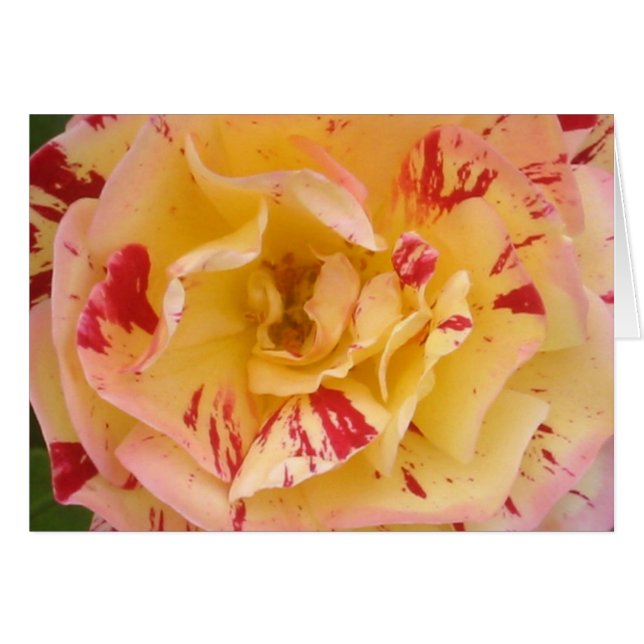 Cartão Rosa Amarelo (Frente Horizontal)