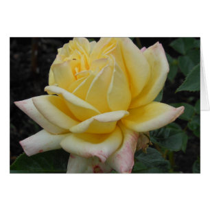 Cartão Rosa amarelo, Irlanda do Norte